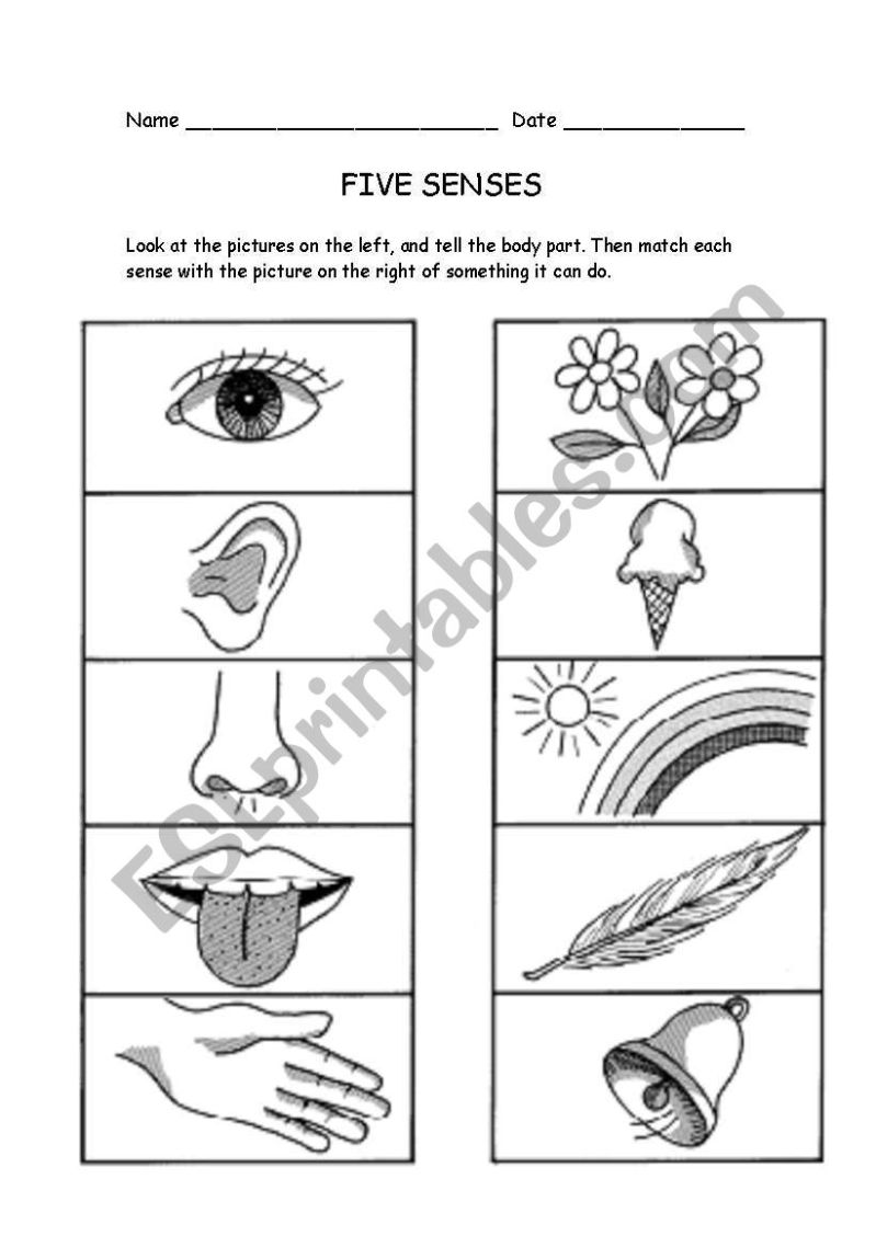 5 Senses Worksheets Kindergarten