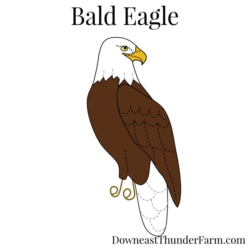 How To Draw Bald Eagle