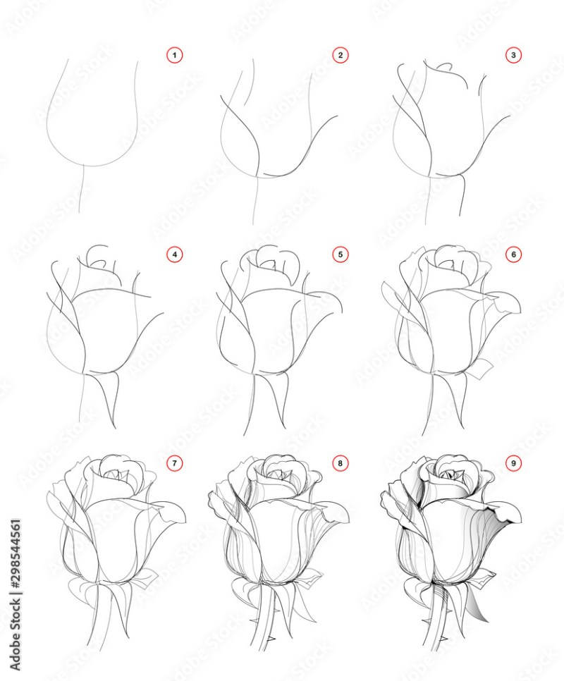 How To Draw Beautiful Rose