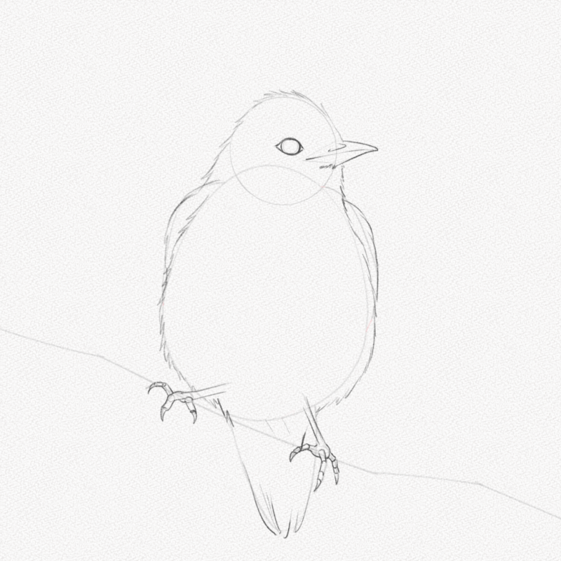 Simple Bird Drawings