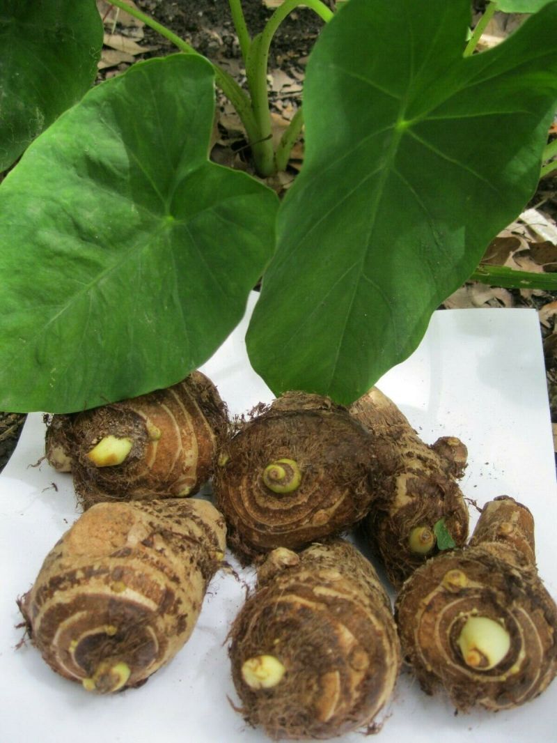 Are Elephant Ear Plants Edible