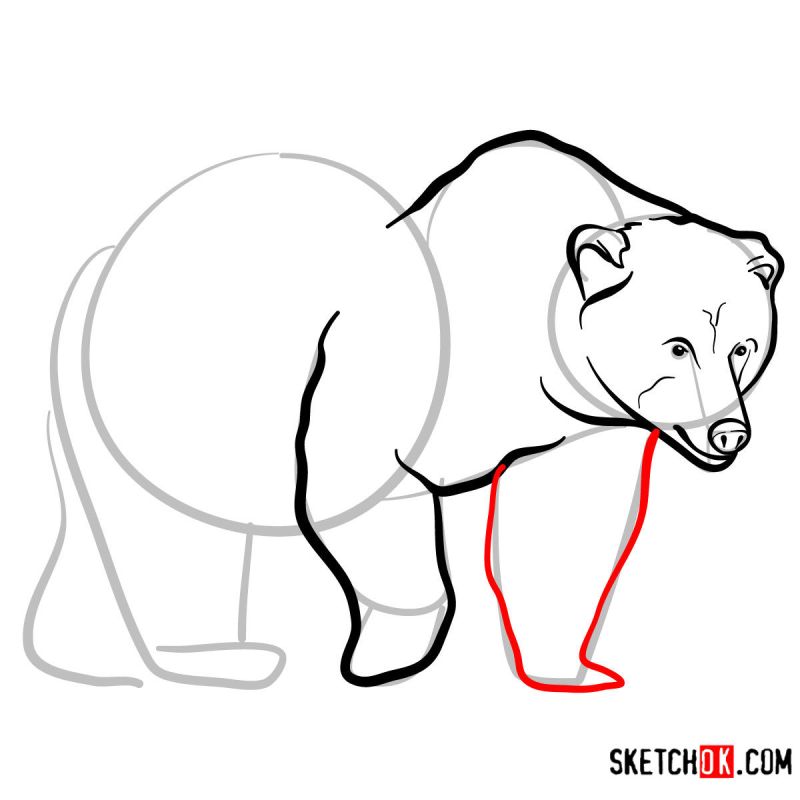 Easy To Draw Bears