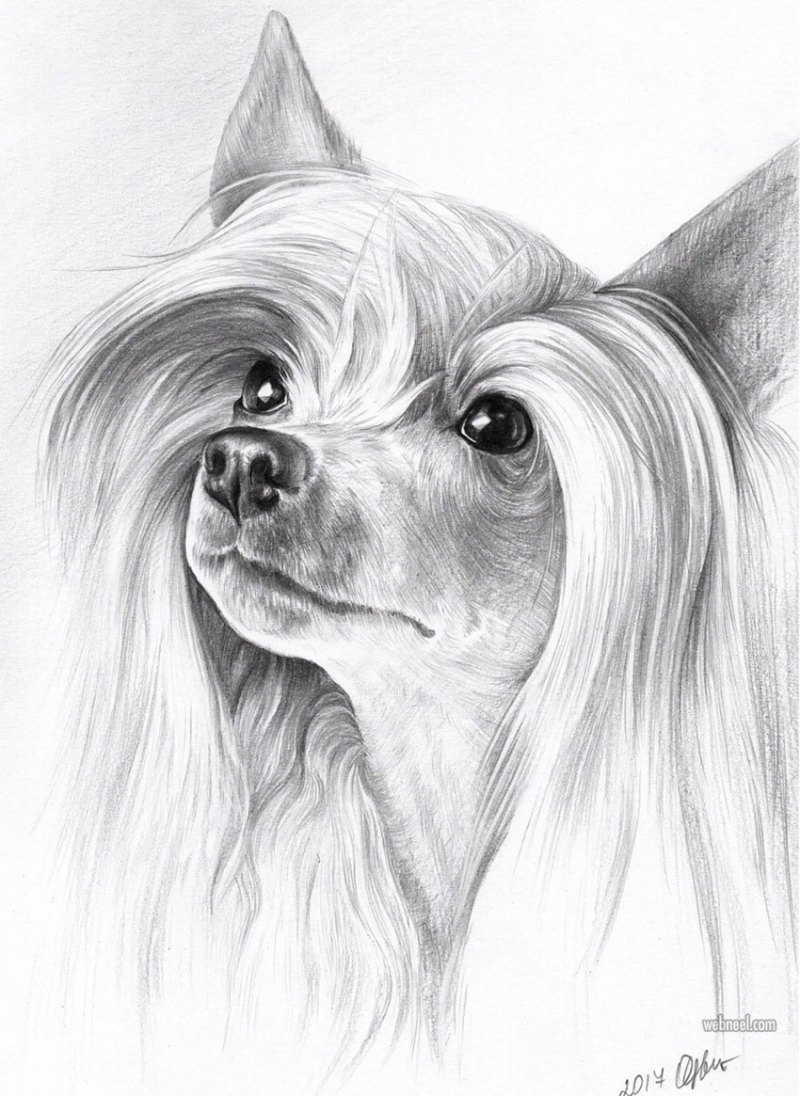 Pencil Drawings Of Cute Animals